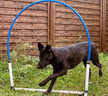 cours d’hooper éducatif pour chien sur terrain sécurisé à cestas
