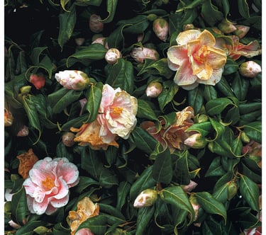 A colour photo pf spring flowers and green leaves