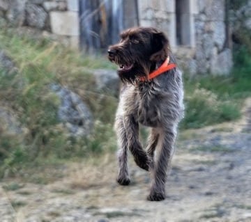 Chien de race griffon qui marche sur un chemin