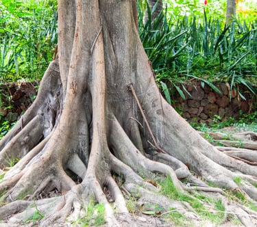 grounding-techniques-what-is-grounding-inner-energy-harmony