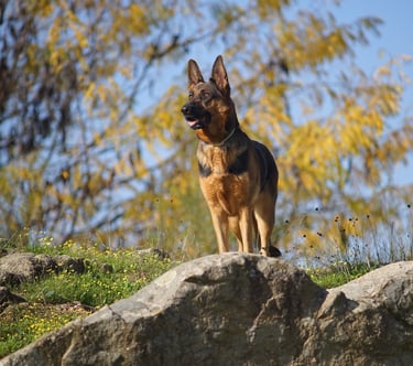Berger allemand sur son rocher dans la nature
