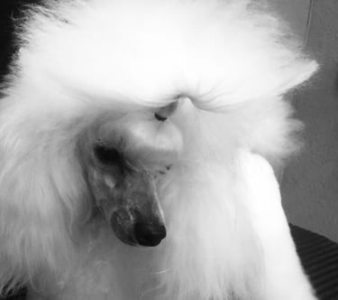 peluquería canina caniche