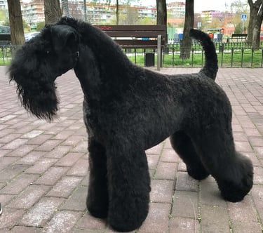 peluquería canina terrier