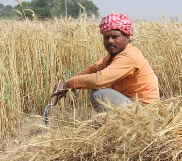 Farmer in India