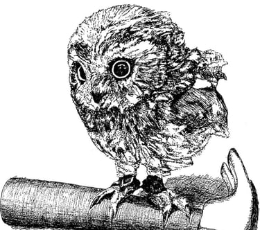 Book cover of Falling in Love with Broken Things by Alvy Carragher featuring a sketch of an owl on a hammer.
