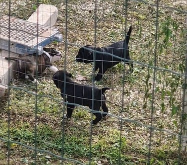 cuccioli staffordshire bull terrier