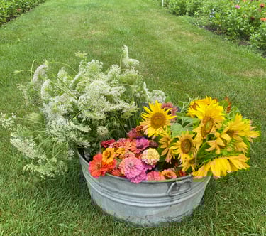 Galvanized Tub of Queen Anne's Lace, Sunflowers, Zinnias in Garden