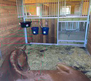 Large stall horse board