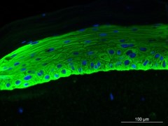 Bioprinted skin made at CTIBIOTECH