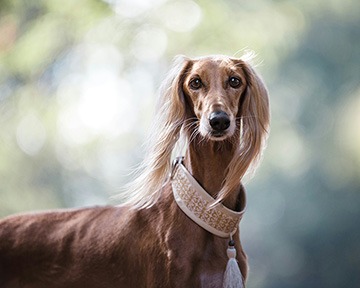 sight hound