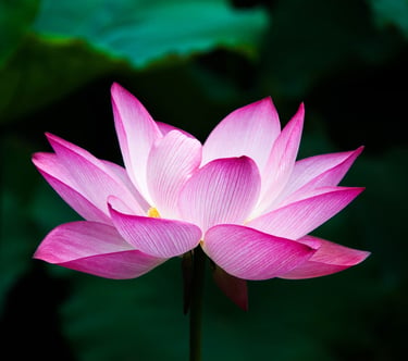 Lotus Flower by Hong Zhang. Source: Wikimedia Commons