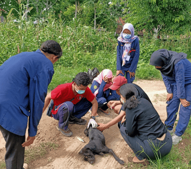 team work, vet, street dog, medical emergency, helping dogs