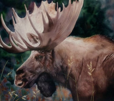 a moose