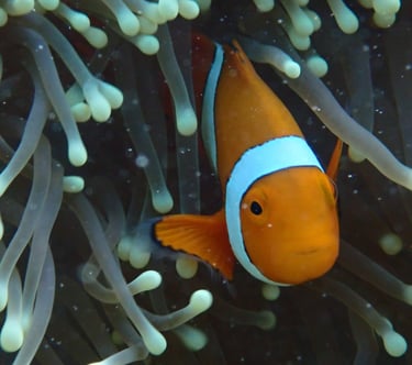nemo clown fish inside the anemone in the great barrier reef, wildlife without filters