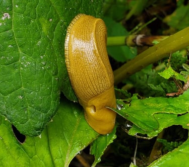 Banana Slug in California 
