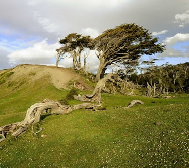 Des arbres sont couchés par le vent terrible et continu de Patagonie