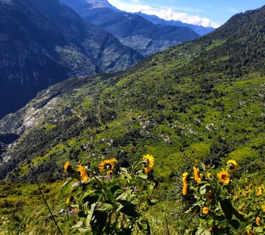 Sunflowers overlooking green mountain valleys.