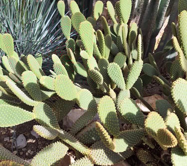a lot of bright green cacti with tiny spines