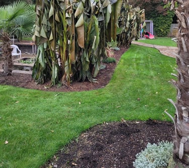 Banana Palm after first freeze