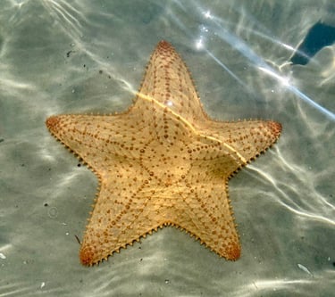 Starfish under water- Ocean Soul Energy Intake Form