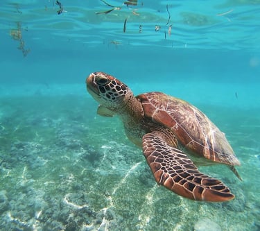 Cozumel, Mexico - Swimming with sea turtles at the Turtle Sanctuary