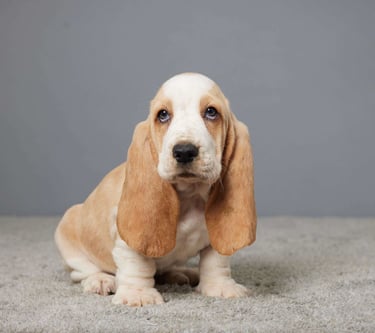 Basset Hound Puppies for Sale