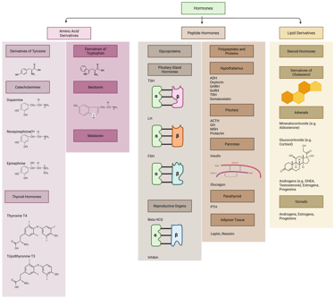 Biochemical Structure of Hormones