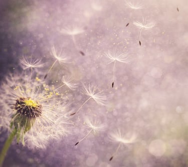 Dandelion seeds blowing in the wind against a soft purple bokeh background with golden sunlight.