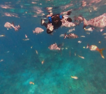 snorkelling tour key largo