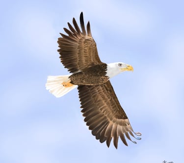 Bald Eagle in flight