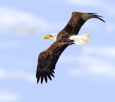 Soaring Eagle