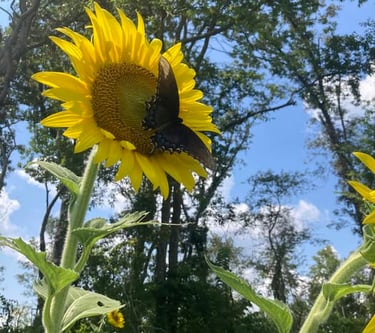 a butterfly resting on a sunflower