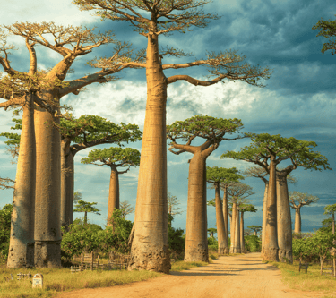 destinations-de-voyage-madagascar