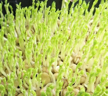 Fresh organic green pea microgreens growing in a black seedling tray for a healthy indoor garden.