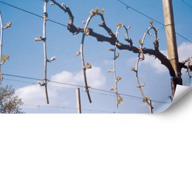 Formación de jóvenes viñedos en Mallorca. 