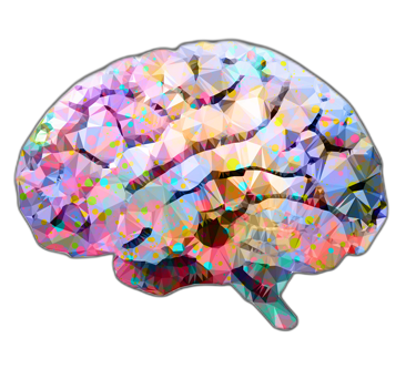 Cerveau en couleurs
