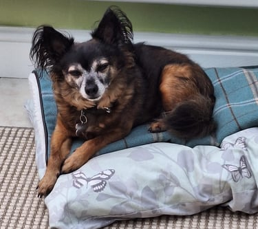 Looking after dogs, Dog Sitting in Risca, Rogerstone, Crosskeys, Highcross in South Wales, UK.