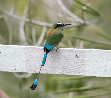 a bird perched on a white fence post