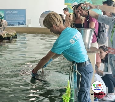 piscina interna parco navi cattolica, vacanze a Cattolica