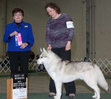 A Siberian Husky with its handler wins "Best of Winners" at a dog show.