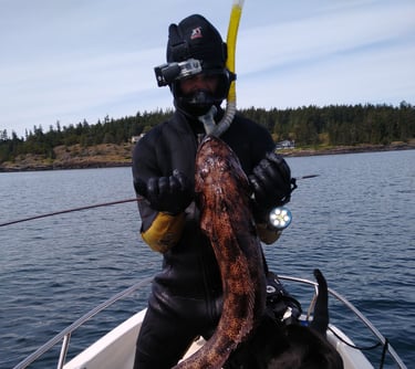lingcod I speared