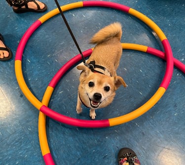 a chihuahua mix looks up with a smile on his face in agility dog training class