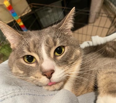 light grey cat with yellow eyes sticking out tongue while being held