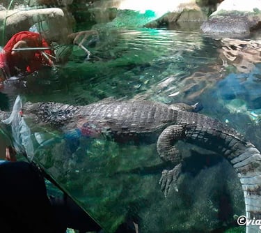 coccodrillo parco navi cattolica, alligatore