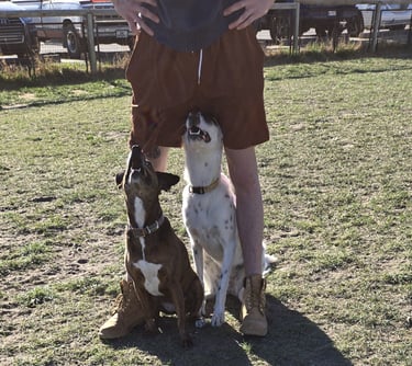 Both the Brown and White and black dog are now sitting at attention between trainers legs