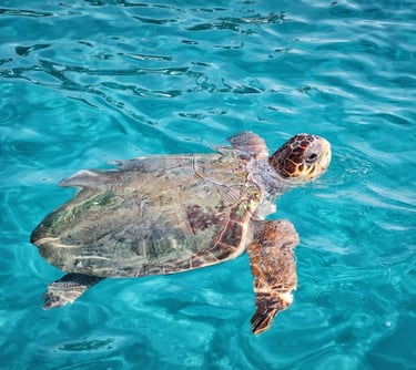 Turtle Spotting In Kalamaki Beach - Villa Olga is only 2 km away from Zakynthos Marine Park