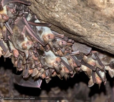 pipistrelli grotte di onferno, esplorazione grotte, eventi