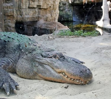 Coccodrillo Oltremare