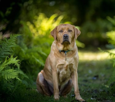 LokiPawtraits Pet Photography Loki Pawtraits