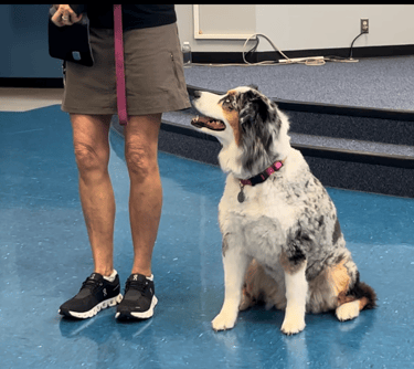 a dog sits in heel position looking up at its owner